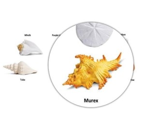 Muszle morskie - Figurki tuba Safari
