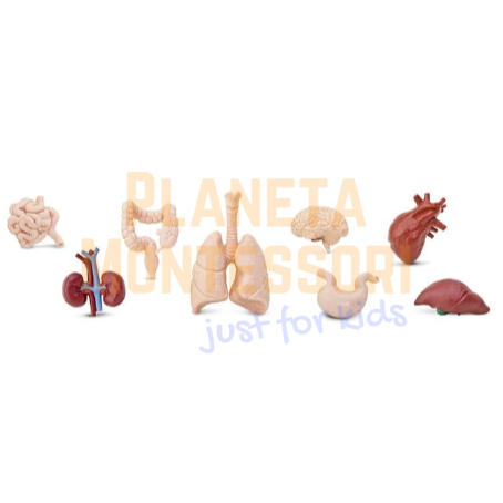 figurki-tuba-w-tubie-safari-zabawki-edukacyjne-narządy-człowieka-organy-montessori-pomoce-sklep-pol-pl (2).png