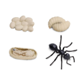 Screenshot-2018-4-19 Life Cycle of an Ant(1).png