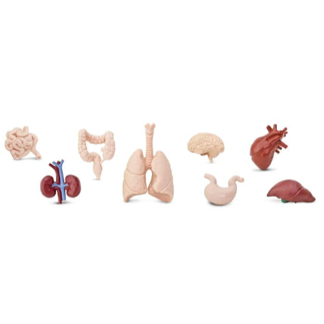 figurki-tuba-w-tubie-safari-zabawki-edukacyjne-narządy-człowieka-organy-montessori-pomoce-sklep-pol-pl (2).png
