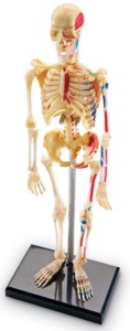 Anatomiczny Model Szkieletu