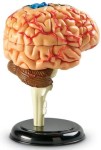 Anatomiczny Model Mózgu