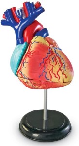 Anatomiczny Model Serca