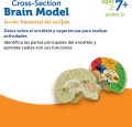 Model mózgu1.jpg