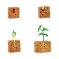 Screenshot-2018-4-19 Life Cycle of a Green Bean Plant(1).png