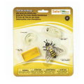 Screenshot-2018-4-19 Life Cycle of a Honey Bee.png