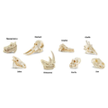 czaszki-ssaków-skulls-animals-figurki-safari-tuba-zabawki-edukacyjne-montessori (3).png