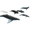 Screenshot-2018-4-20 Whales TOOB®(1).png