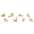 czaszki-ssaków-skulls-animals-figurki-safari-tuba-zabawki-edukacyjne-montessori (1).png